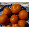Томат ПЕРСИК ОРАНЖЕВЫЙ Томат ПЕРСИК ОРАНЖЕВЫЙ