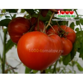 Томат ПЕРУАНСКИЙ ГИГАНТ
