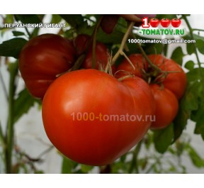 Томат ПЕРУАНСКИЙ ГИГАНТ