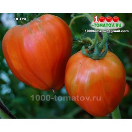 Томат ПЕТУХ