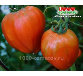 Томат ПЕТУХ