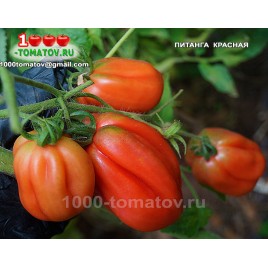 Томат ПИТАНГА КРАСНАЯ  Pitanga Red