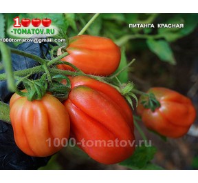 Томат ПИТАНГА КРАСНАЯ  Pitanga Red