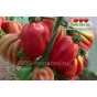 Томат ПИТАНГА КРАСНАЯ  Pitanga Red