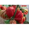 Томат ПИТАНГА КРАСНАЯ  Pitanga Red
