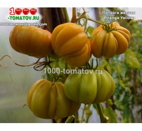 Томат ПИТАНГА ЖЁЛТАЯ Pitanga Yellow
