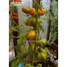 Томат ПИТАНГА ЖЁЛТАЯ Pitanga Yellow
