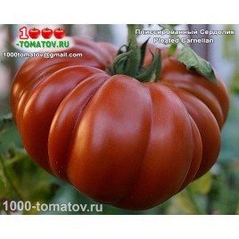 Томат ПЛИССИРОВАННЫЙ СЕРДОЛИК
