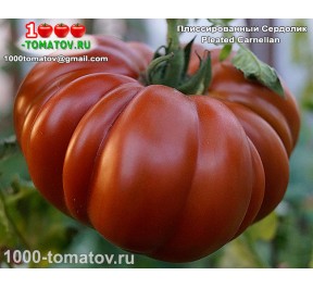 Томат ПЛИССИРОВАННЫЙ СЕРДОЛИК
