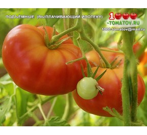 Томат ПОДЪЁМНЫЕ Томат ПОДЪЁМНЫЕ