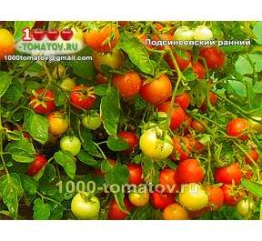 Томат ПОДСИНЕЕВСКИЙ РАНИИЙ