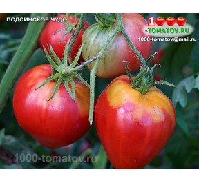 Томат ПОДСИНСКОЕ ЧУДО
