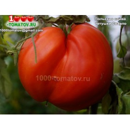 Томат ПОЛЬСКАЯ СЛИВА ТЁТУШКИ СВАРЛО