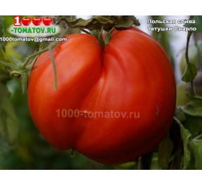 Томат ПОЛЬСКАЯ СЛИВА ТЁТУШКИ СВАРЛО