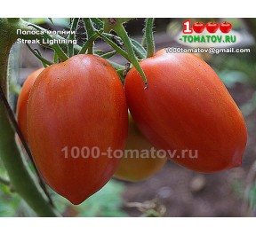 Томат ПОЛОСА МОЛНИИ 