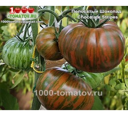 Томат ПОЛОСАТЫЙ ШОКОЛАД