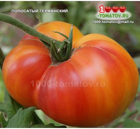 Томат ПОЛОСАТЫЙ ГЕРМАНСКИЙ 