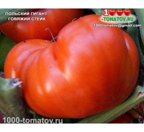 Томат ПОЛЬСКИЙ ГИГАНТ ГОВЯЖИЙ СТЕЙК