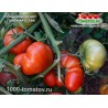Томат ПОЛЬСКИЙ ГИГАНТ ГОВЯЖИЙ СТЕЙК