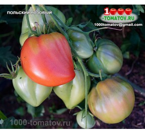Томат ПОЛЬСКИЙ РОЗОВЫЙ Томат ПОЛЬСКИЙ РОЗОВЫЙ