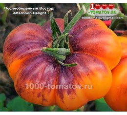 Томат ПОСЛЕОБЕДЕННЫЙ ВОСТОРГ