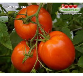 Томат ПРИМАДОННА