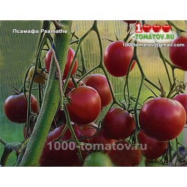 Томат ПСАМАФА