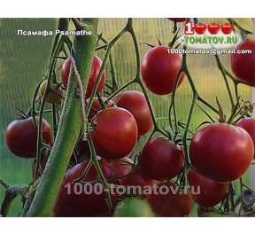 Томат ПСАМАФА