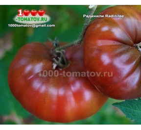 Томат РАДИНИЛИ Radinilee