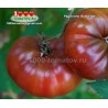 Томат РАДИНИЛИ Radinilee