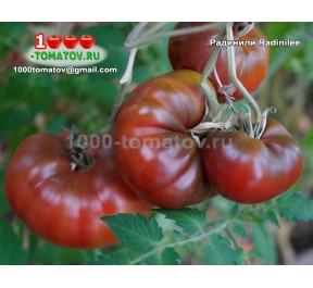 Томат РАДИНИЛИ Radinilee
