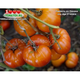 Томат РАДОСТЬ ИЗ ОАХАКА  Joy dge D’oxaca