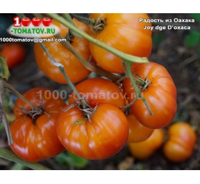 Томат РАДОСТЬ ИЗ ОАХАКА  Joy dge D’oxaca
