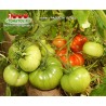 Томат РАДОСТЬ РОЗЫ Томат РАДОСТЬ РОЗЫ