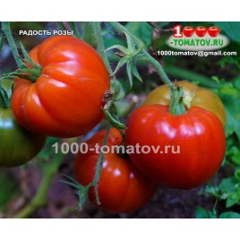 томат РАДОСТЬ РОЗЫ