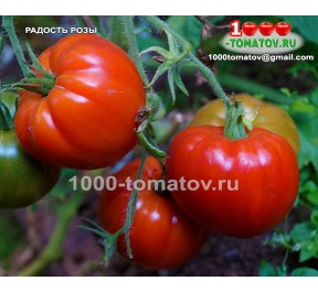 томат РАДОСТЬ РОЗЫ