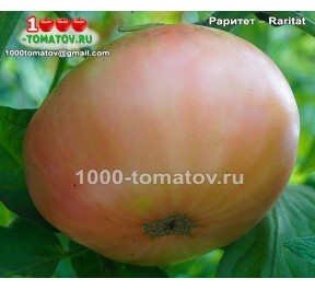 Томат РАРИТЕТ – Rarität