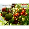 Томат РЕЙСЕТОМАТ  Reisetomate 
