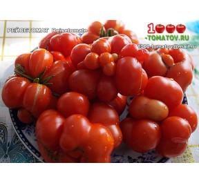 Томат РЕЙСЕТОМАТ  Reisetomate 