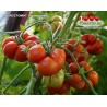 Томат РЕЙСЕТОМАТ  Reisetomate 