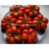 Томат РЕЙСЕТОМАТ  Reisetomate 