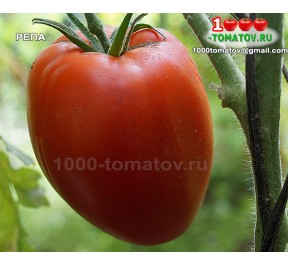 Томат РЕПА TURNIP 