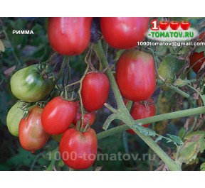 Томат РИММА