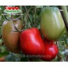 Томат РИММА