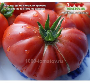 Томат РОСАДО ДЕ ЛА СИЕРА ДЕ АРАЧЕНА