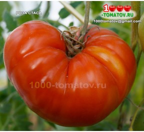 Томат РОЗА СТАСА