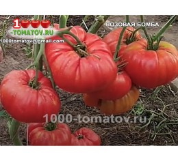 Томат РОЗОВАЯ БОМБА