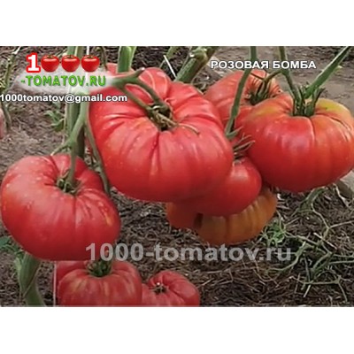 Томат РОЗОВАЯ БОМБА