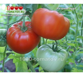 Томат РОЗОВОЕ ЧУДО