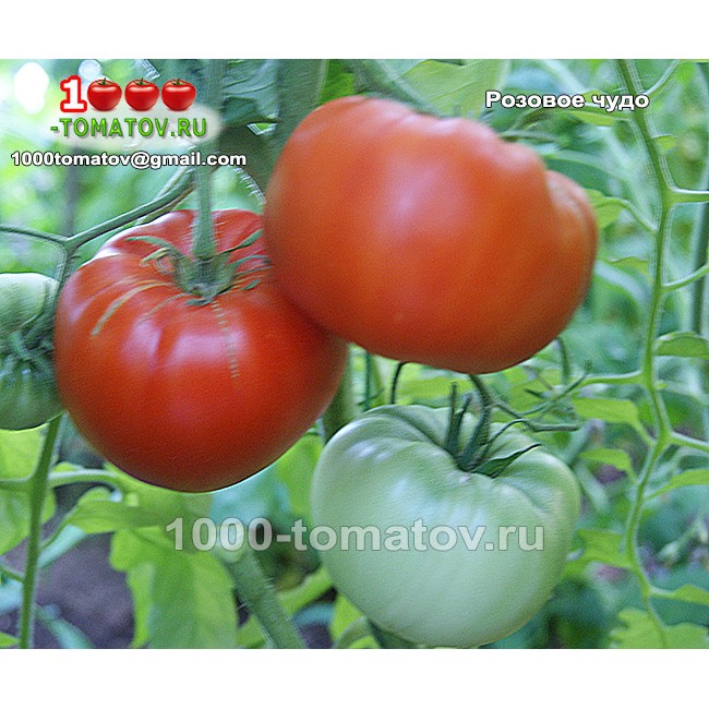 Томат РОЗОВОЕ ЧУДО Томат РОЗОВОЕ ЧУДО